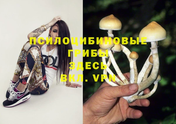 стаф Алзамай